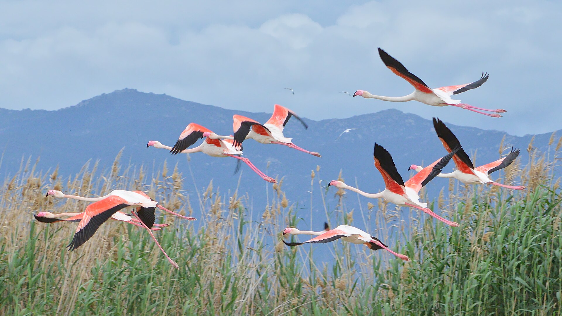 Fenicotteri rosa in volo sul Parco di Molentargius